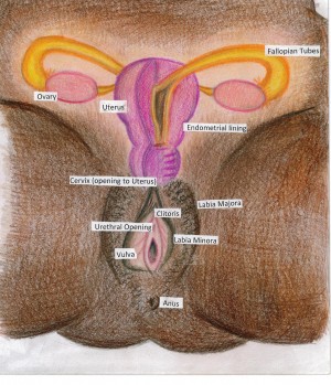 Through regular sexual health exams, we can help you ensure that all components of your sexual and reproductive system are healthy and happy! Illustration by Rita Wakelin, one of our amazing youth committee members! 
