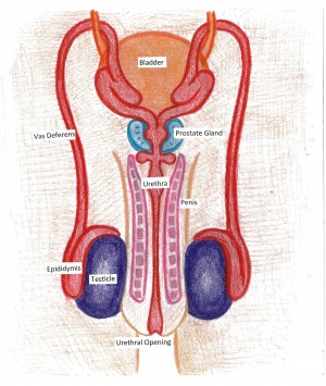 Regular sexual health exams ensure that all parts of your sexual and reproductive systems are healthy. Illustration by ISH Youth Committee Volunteer Rita Wakelin.