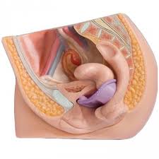caya inserted